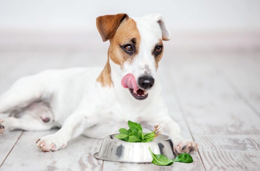 Can Dogs Eat Spinach