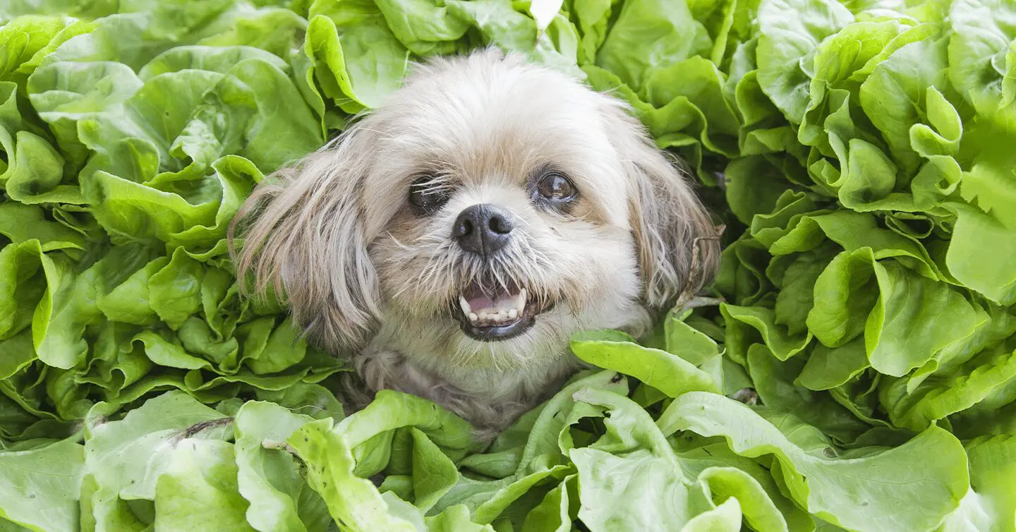 Can Dogs Eat Spinach