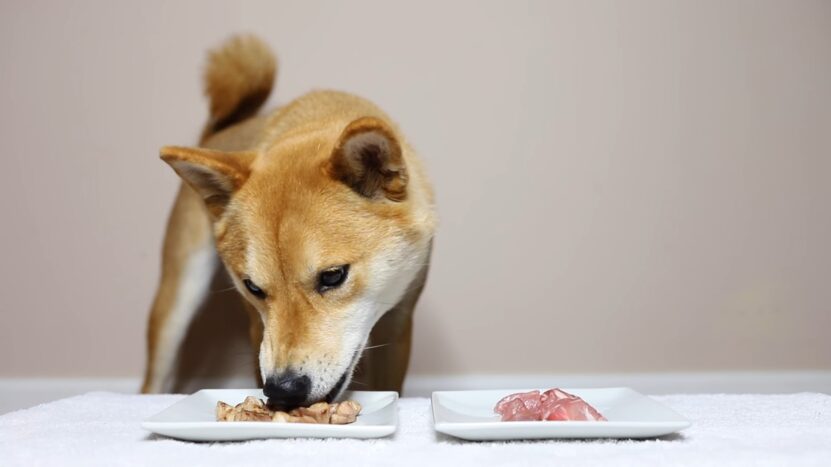  Dogs like Cooked or Raw Meat