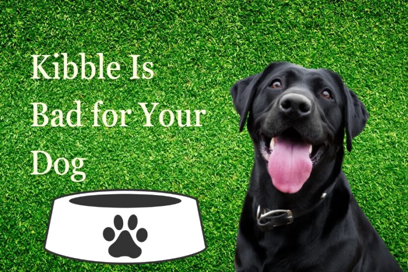 Kibble Is Bad for Your Dog