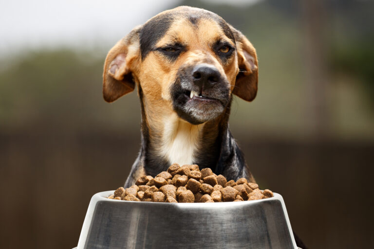 Kibble Is Bad for Your Dog