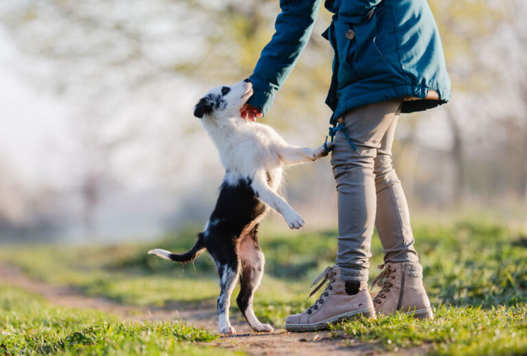 How to Train a Dog Not to Jump on People